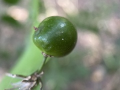Semele