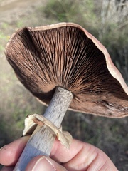 Agaricus hondensis