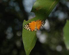 Symmachia rubina