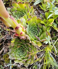 Sempervivum heuffelii