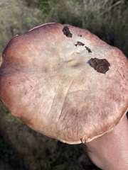 Agaricus hondensis