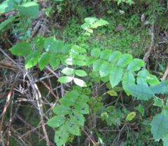Pterophylla sylvicola