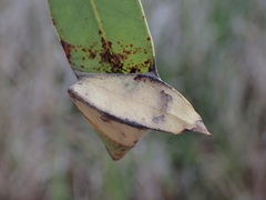 Cymbacha