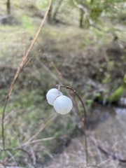 Symphoricarpos