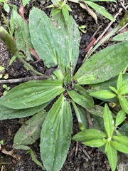 Plantago australis