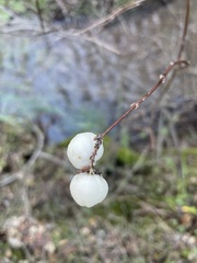 Symphoricarpos