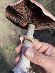 Agaricus hondensis