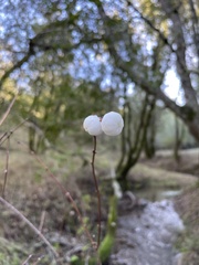 Symphoricarpos