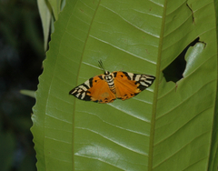 Symmachia rubina