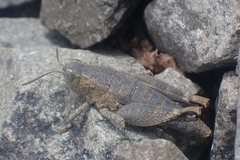 Brachaspis nivalis