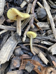 Neohygrocybe