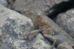 Brachaspis nivalis