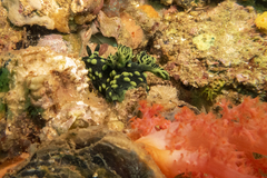 Nembrotha cristata