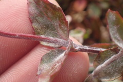 Podosphaera epilobii