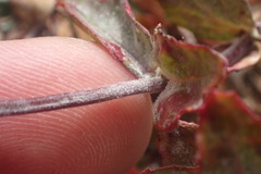 Podosphaera epilobii