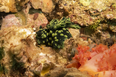 Nembrotha cristata