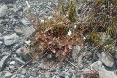 Podosphaera epilobii