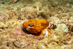 Scorpaenopsis macrochir