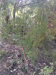 Podocarpus totara