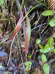 Anthoxanthum occidentale