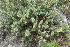 Veronica pinguifolia