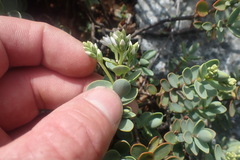 Veronica pinguifolia
