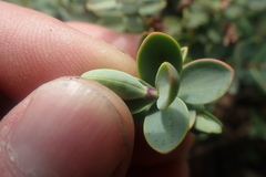 Veronica pinguifolia