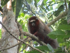 Plecturocebus ornatus