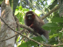 Plecturocebus ornatus