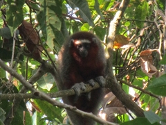 Plecturocebus ornatus