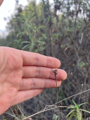 Eriophyllum confertiflorum