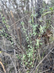 Eriophyllum confertiflorum
