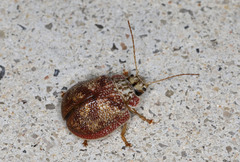 Paropsis charybdis