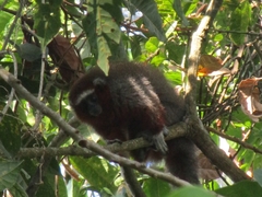 Plecturocebus ornatus