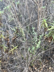 Eriophyllum confertiflorum