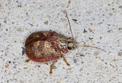 Paropsis charybdis