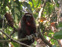 Plecturocebus ornatus