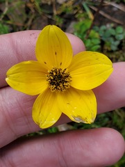 Bidens triplinervia