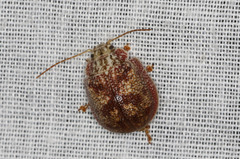 Paropsis charybdis