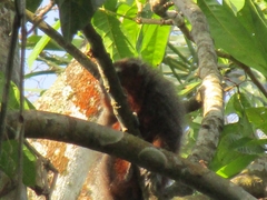 Plecturocebus ornatus