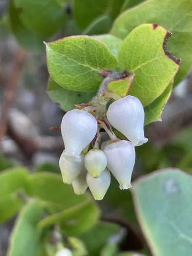 Arctostaphylos osoensis, photograph 2