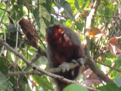 Plecturocebus ornatus