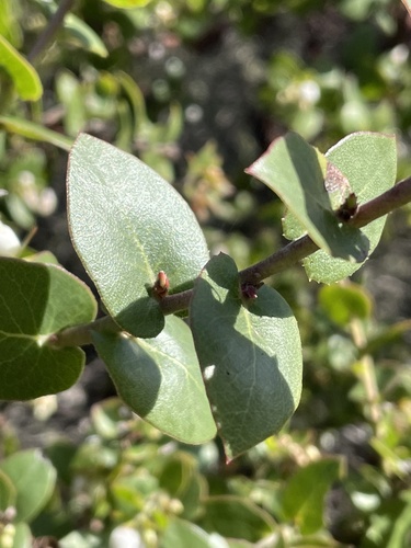 Arctostaphylos osoensis, photograph 4