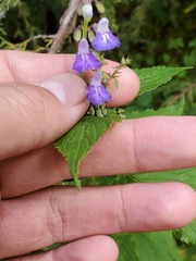 Salvia plurispicata