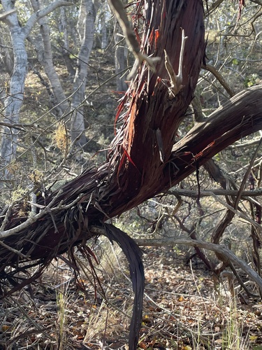 Arctostaphylos osoensis, photograph 3