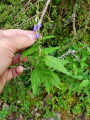 Salvia plurispicata
