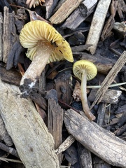 Neohygrocybe