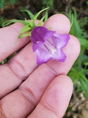 Penstemon campanulatus