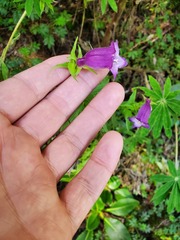 Penstemon campanulatus