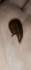 Geomalacus anguiformis
